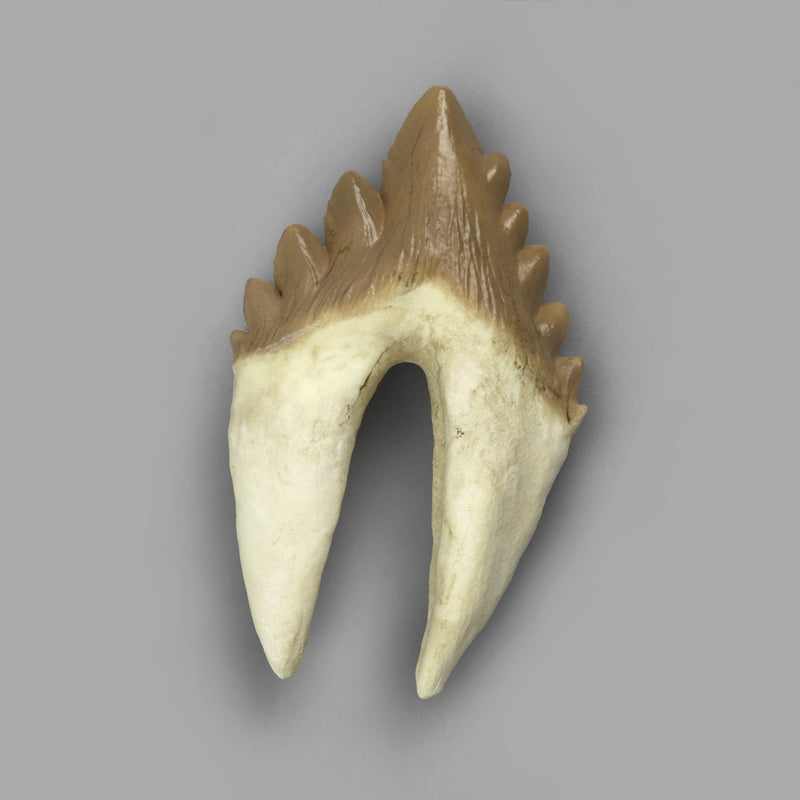 Replica Fossil Whale Teeth