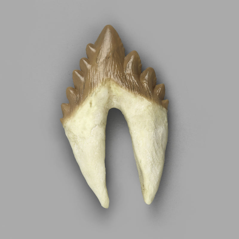 Replica Fossil Whale Teeth