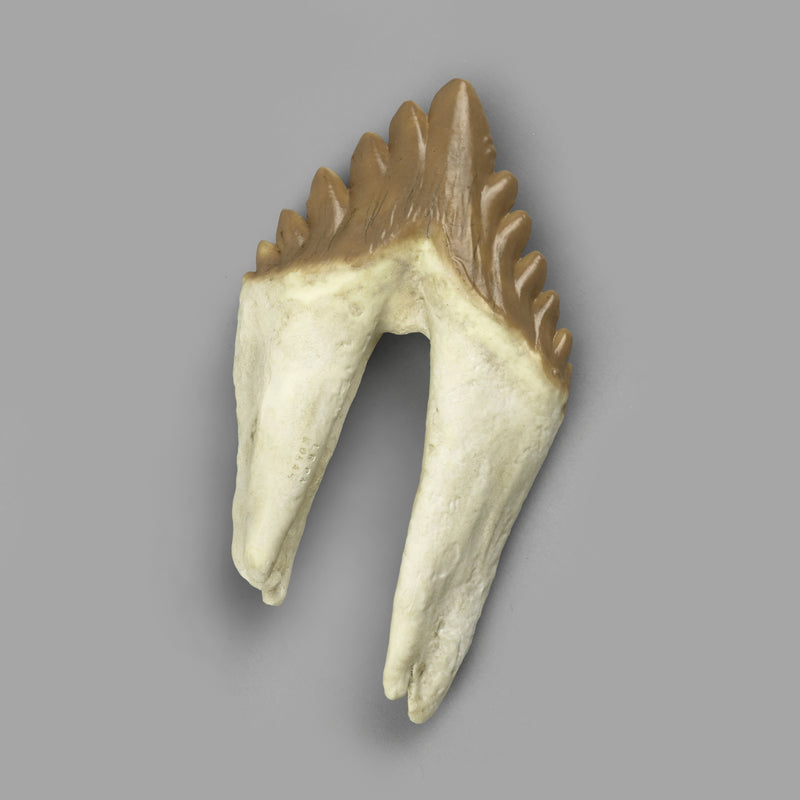 Replica Fossil Whale Teeth