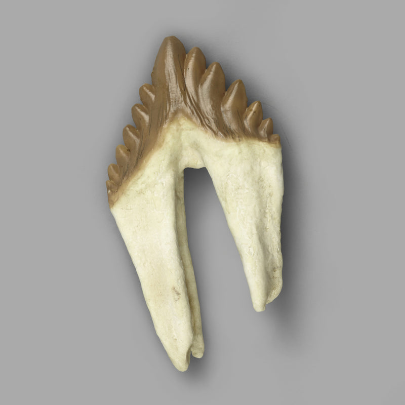 Replica Fossil Whale Teeth