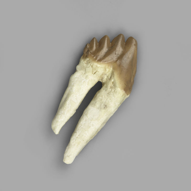 Replica Fossil Whale Teeth