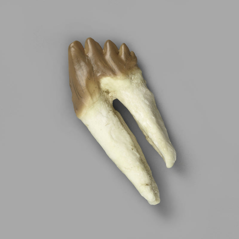 Replica Fossil Whale Teeth