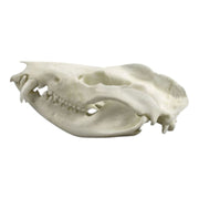 Replica American Opossum Skull - Economy