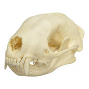 Real Hooded Skunk Skull