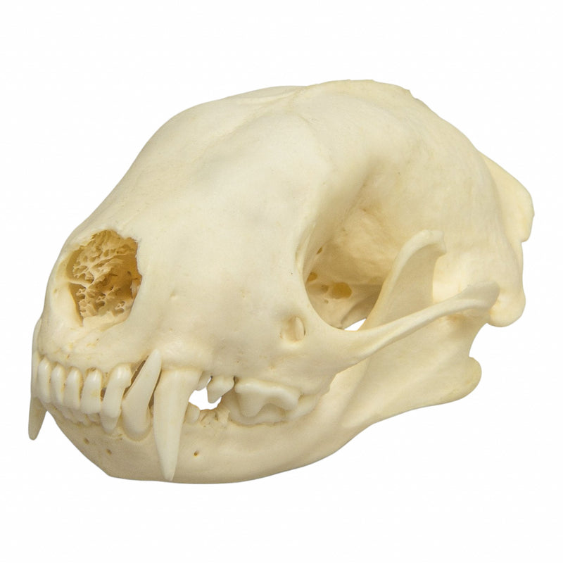 Real Hooded Skunk Skull