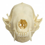 Real Hooded Skunk Skull