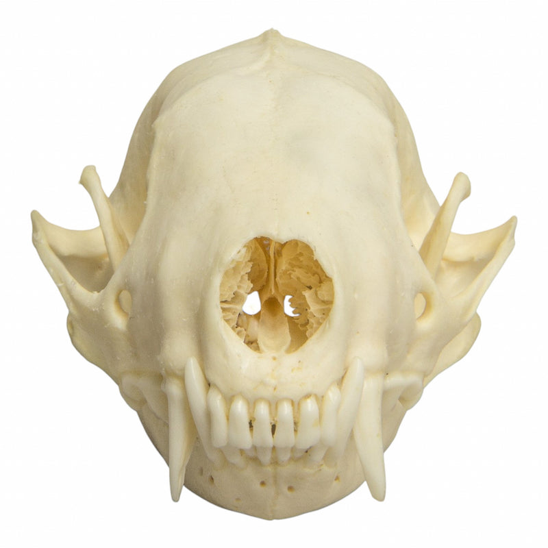 Real Hooded Skunk Skull