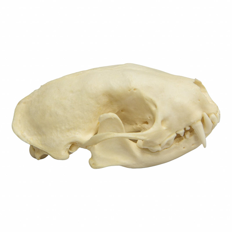 Real Hooded Skunk Skull