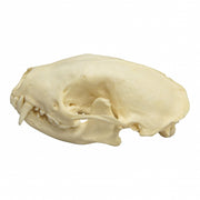 Real Hooded Skunk Skull