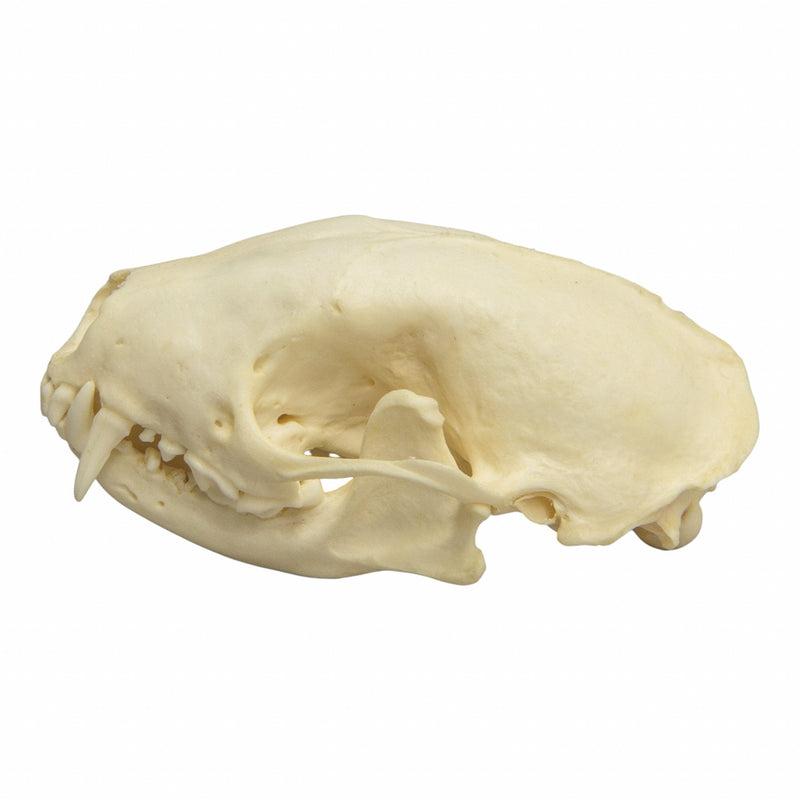 Real Hooded Skunk Skull