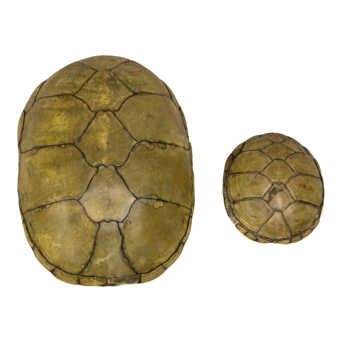 Real Yellow Mud Turtle Shell - Single