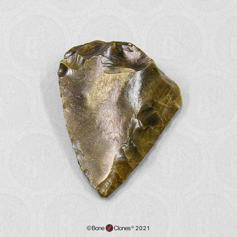 Replica Fossil Hominid Tool Levallois Blade