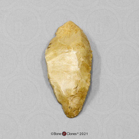 Replica Fossil Hominid Tool Scraper