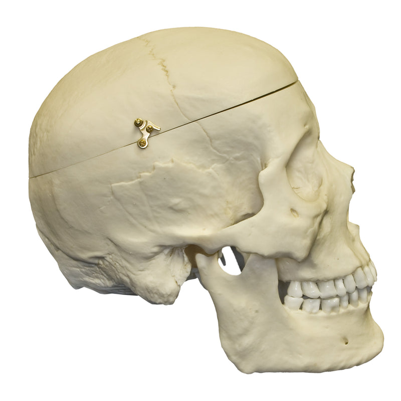 Replica Human Skull with Brain and Stand - Asian Male