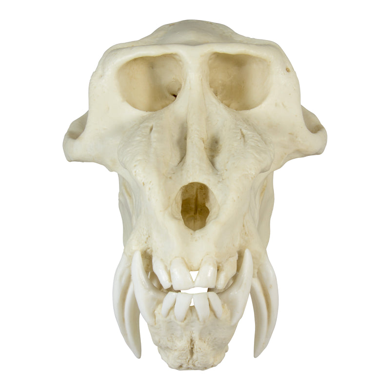 Replica Mandrill Baboon Skull