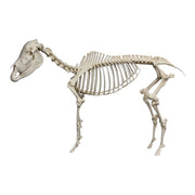Real Horse Skeleton - Articulated