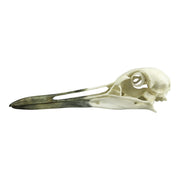 Replica Whooping Crane Skull