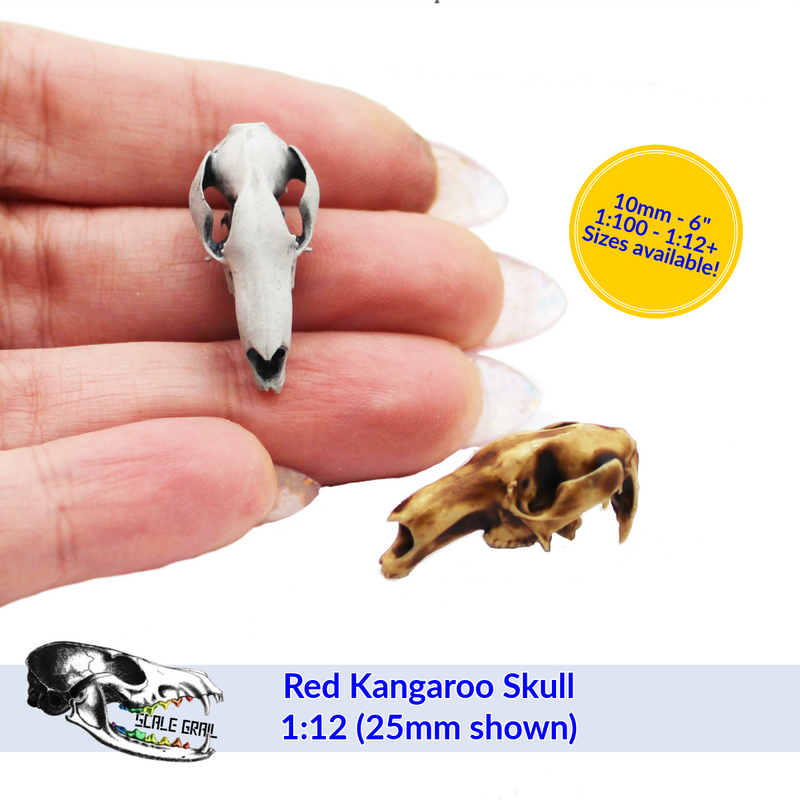 Red Kangaroo Skull Replica