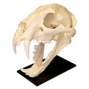 Replica Clouded Leopard Skull