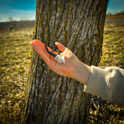 SKULLIES - Miniature Nyala Skull
