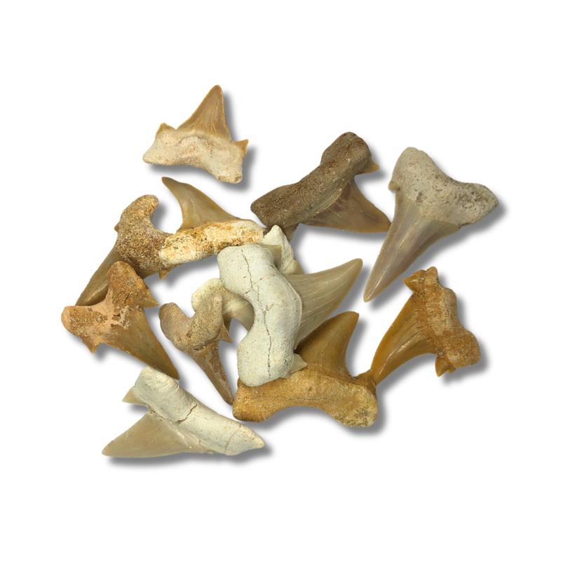 Shark Tooth Specimen - Small