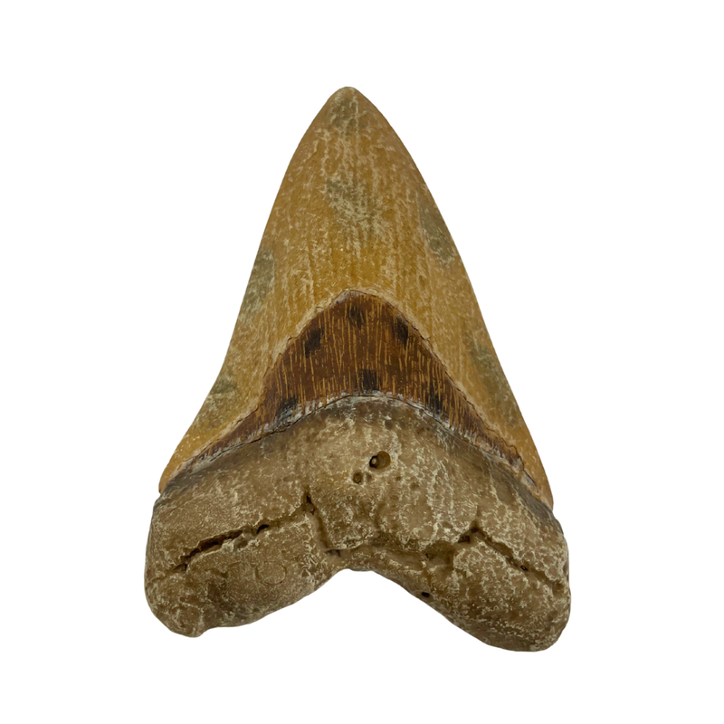 Megalodon Tooth Replica