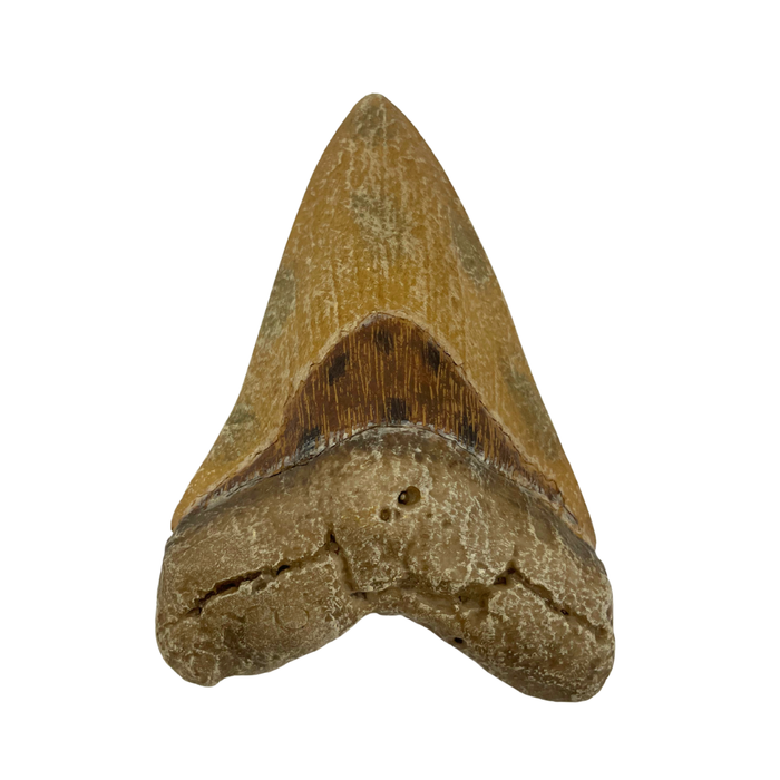 Megalodon Tooth Replica