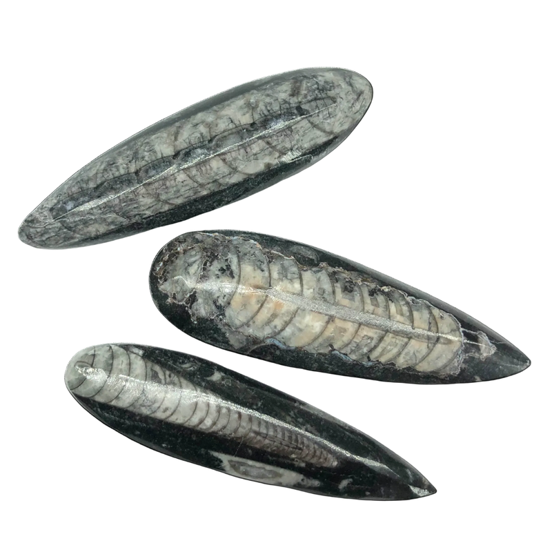 Orthoceras Fossil - Medium