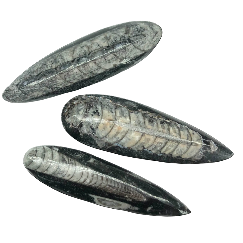 Orthoceras Fossil - Small
