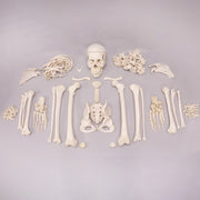 Real Human Skeleton - Custom Disarticulated
