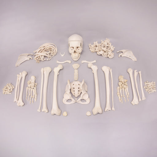 Real Human Skeleton - Custom Disarticulated