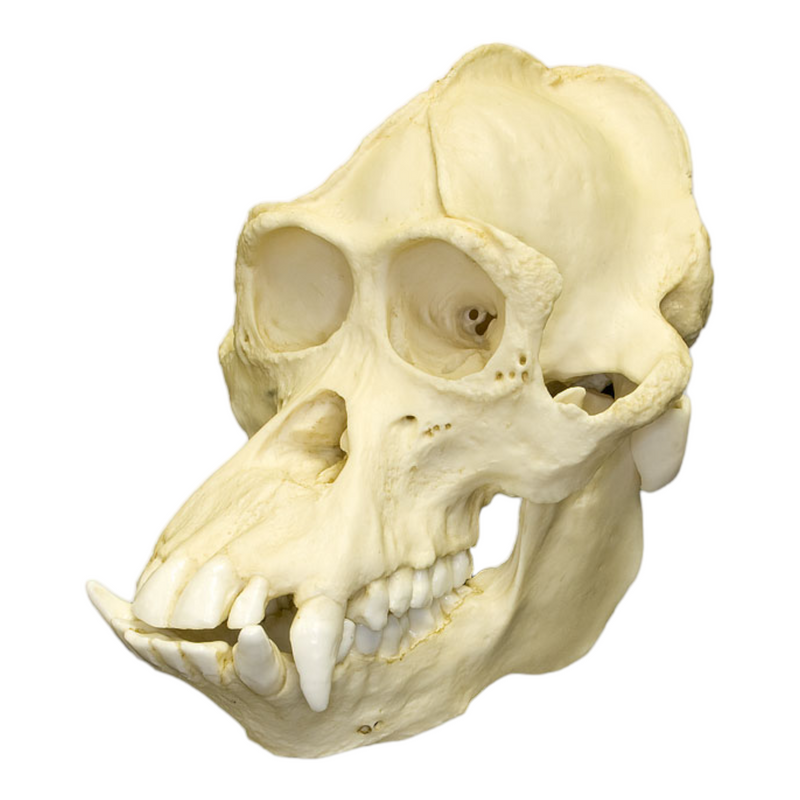 Replica Bornean Orangutan Skull - Male