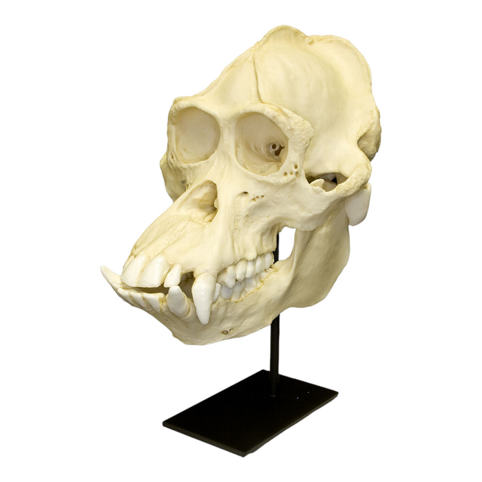 Replica Bornean Orangutan Skull - Male