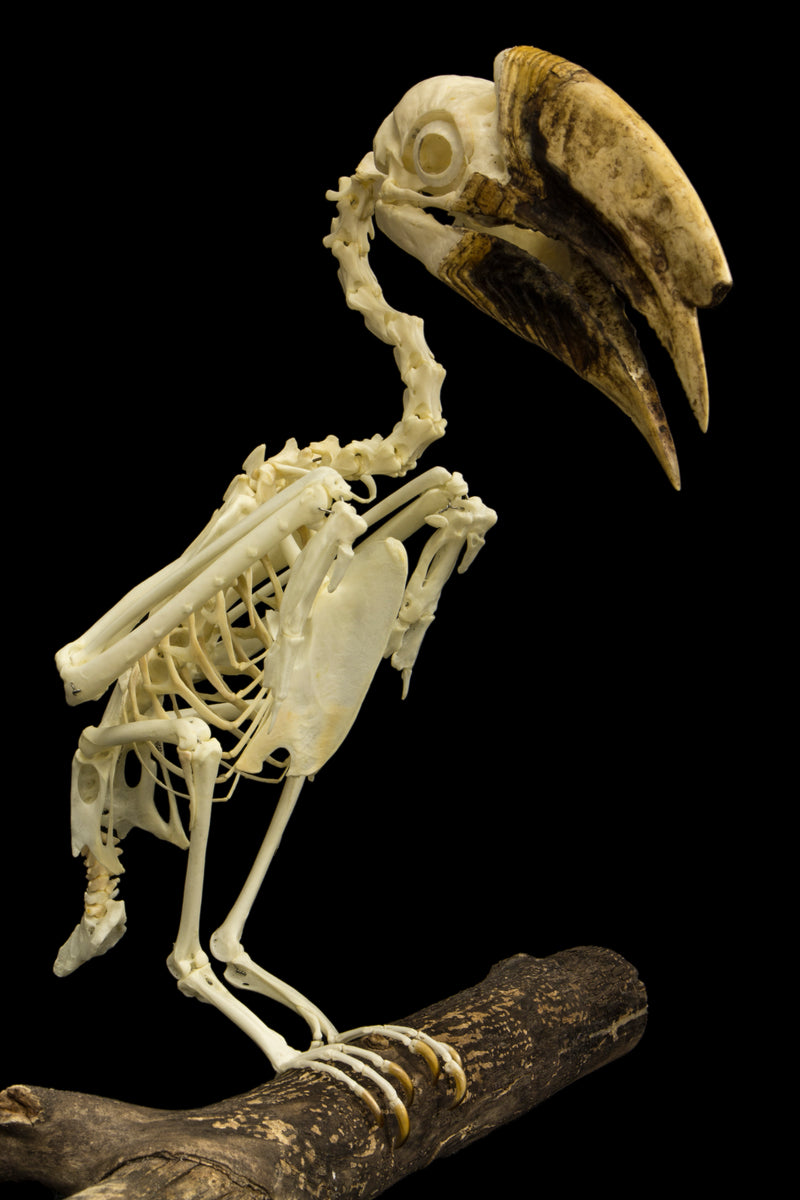 Real Piping Hornbill Skeleton - Articulated