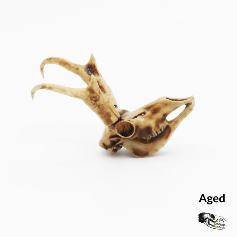 Pronghorn Skull Replica - 1:12 Scale