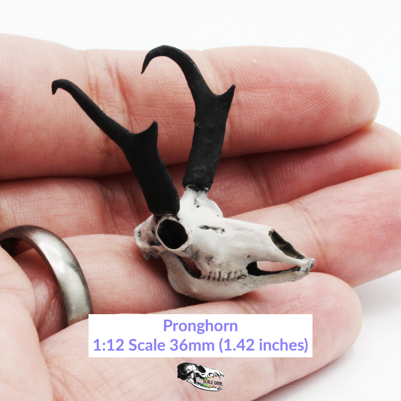Pronghorn Skull Replica - 1:12 Scale