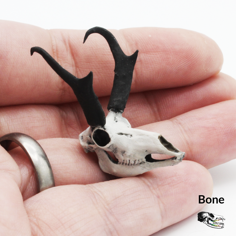 Pronghorn Skull Replica - 1:12 Scale