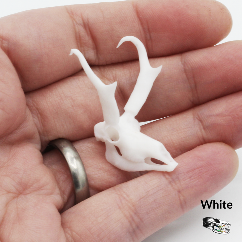 Pronghorn Skull Replica - 1:12 Scale