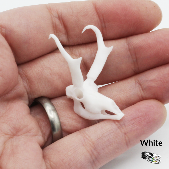 Pronghorn Skull Replica - 1:12 Scale