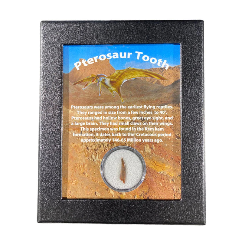 Pterosaur Tooth Display Box