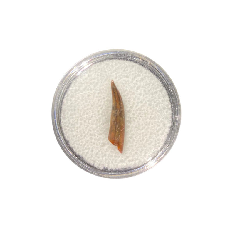 Pterosaur Tooth Display Box