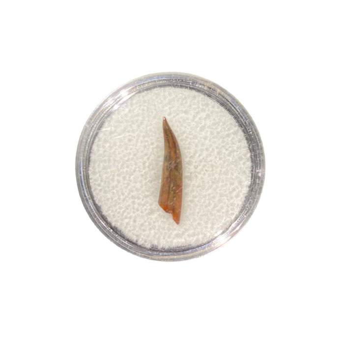 Pterosaur Tooth Display Box