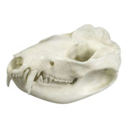 Replica American Opossum Skull - Economy