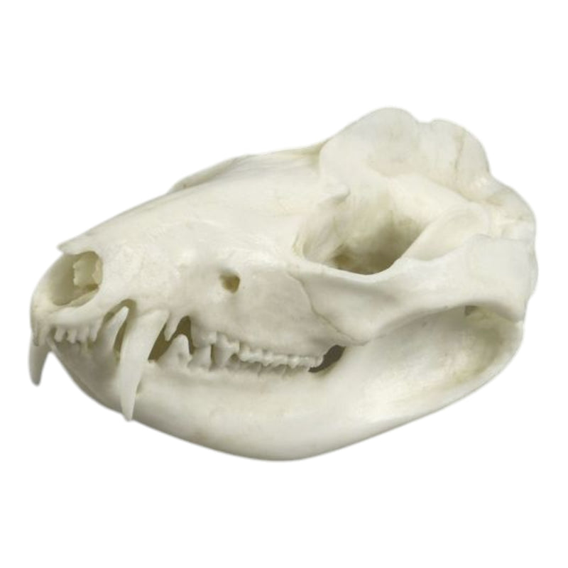 Replica American Opossum Skull - Economy