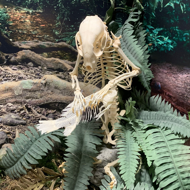 Real Raccoon and Fish Skeletons - Articulated