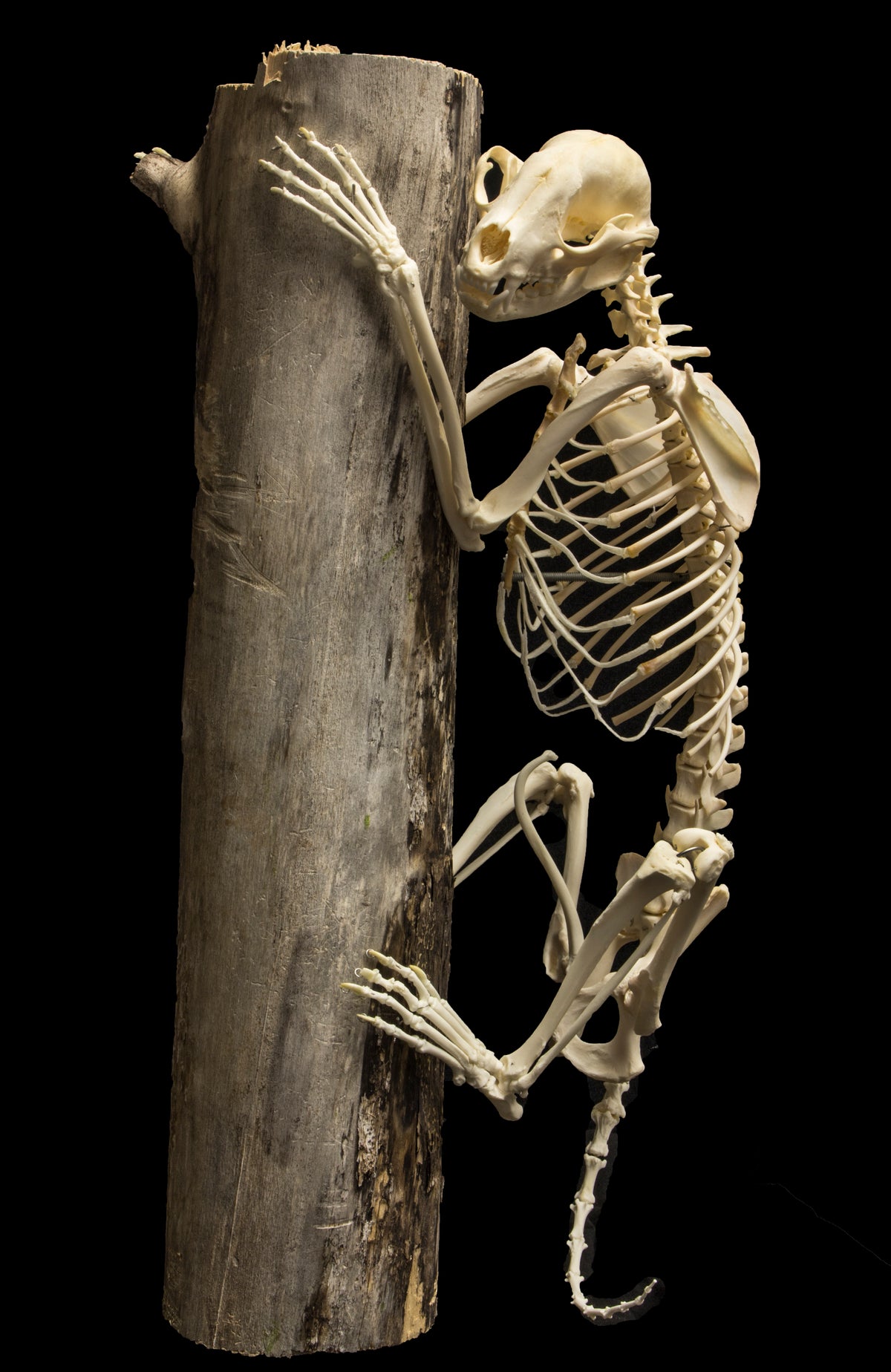 Real Raccoon Articulated Skeleton For Sale — Skulls Unlimited ...