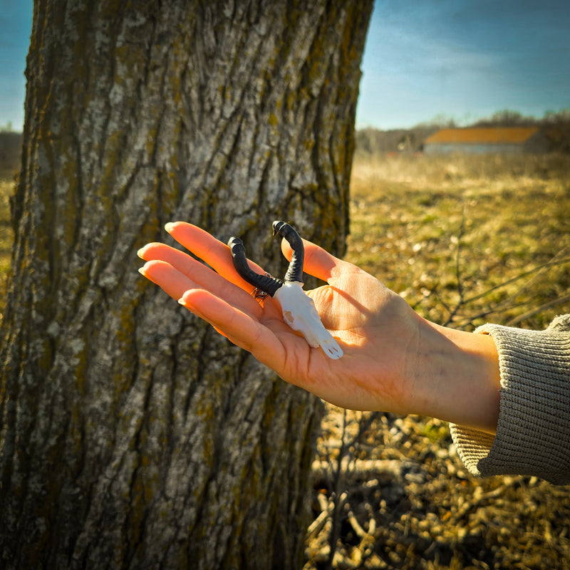 SKULLIES - Miniature Red Hartebeest Skull