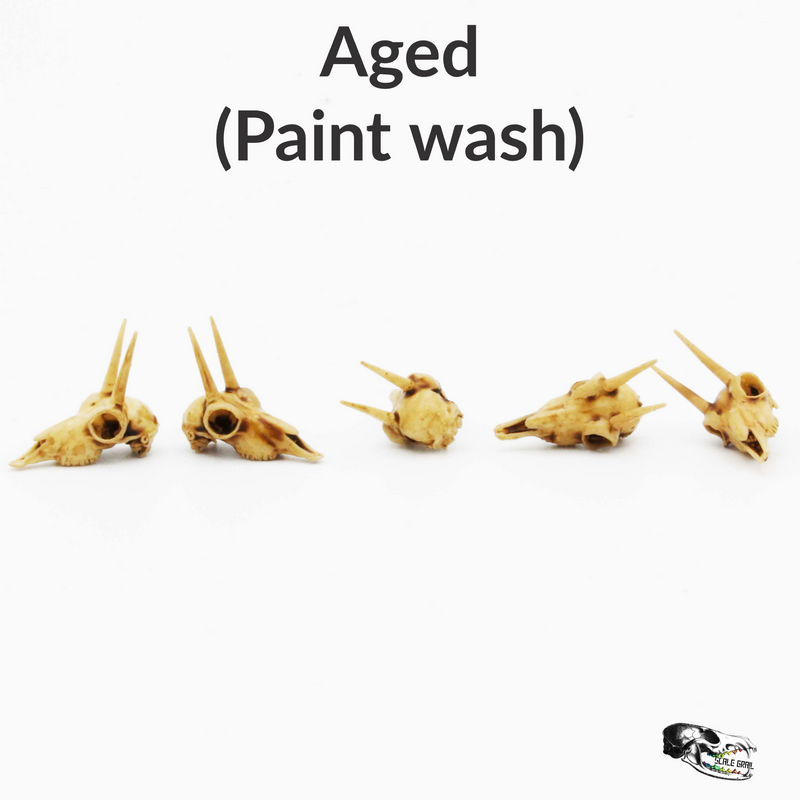 Rhebok Skull Replica - 1:12 Scale (Set of 5)