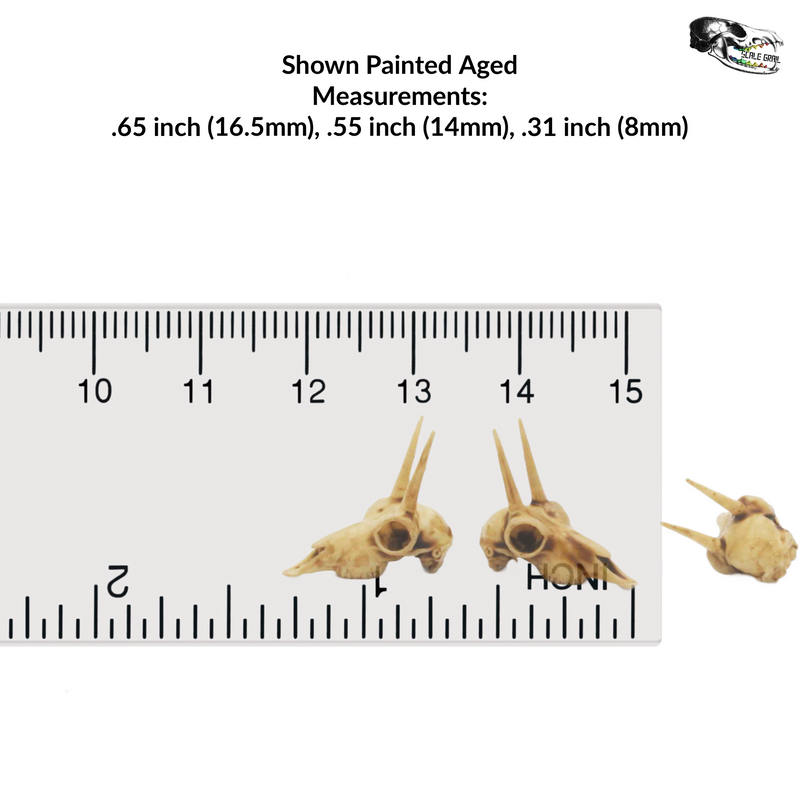 Rhebok Skull Replica - 1:12 Scale (Set of 5)