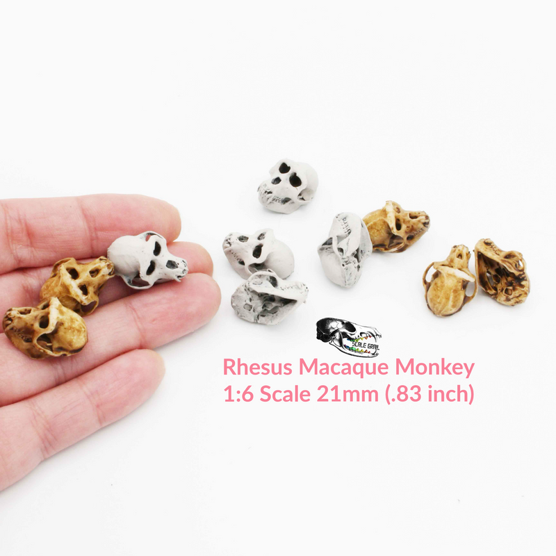 Rhesus Macaque Skull Replica - 1:6 Scale (Set of 5)